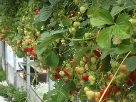 Lovely Strawberry Fields Photography