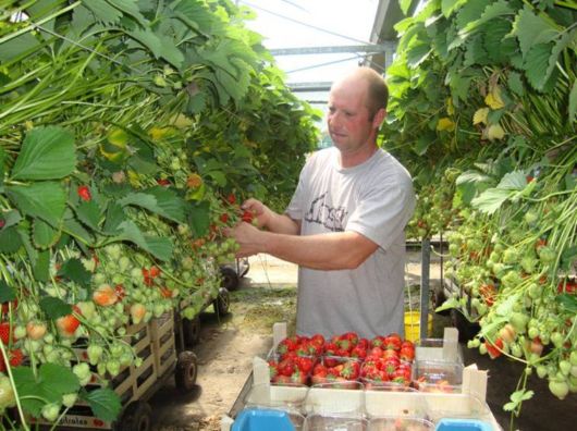 Lovely Strawberry Fields Photography