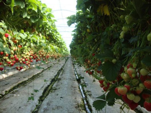 Lovely Strawberry Fields Photography