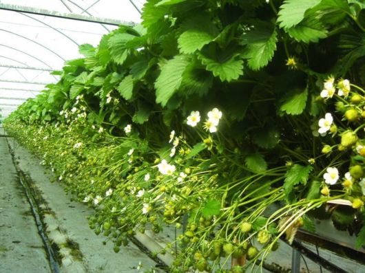 Lovely Strawberry Fields Photography