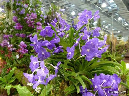 Taipei International Flora Exhibition