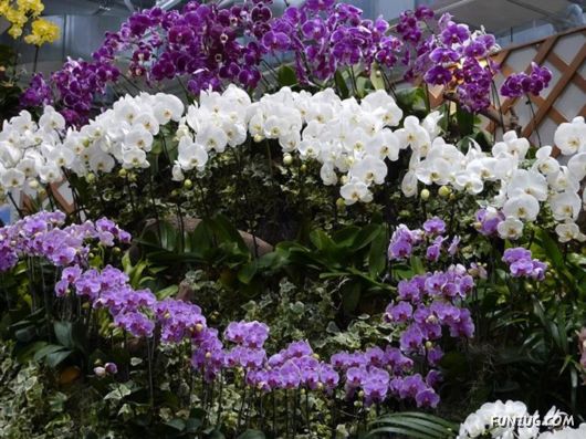 Taipei International Flora Exhibition