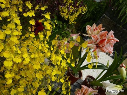 Taipei International Flora Exhibition