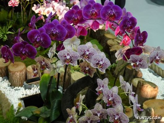 Taipei International Flora Exhibition