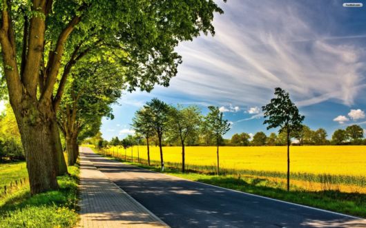 Trees And Flowers Lined Avenues And Roads