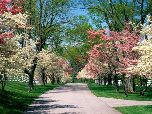 Trees And Flowers Lined Avenues And Roads