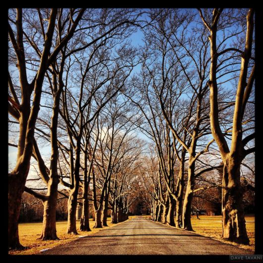 Trees And Flowers Lined Avenues And Roads