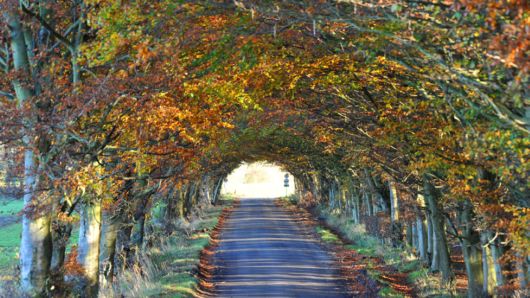 Trees And Flowers Lined Avenues And Roads
