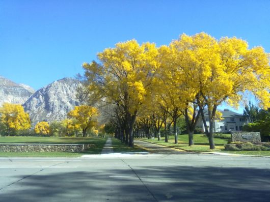 Trees And Flowers Lined Avenues And Roads