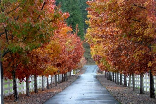 Trees And Flowers Lined Avenues And Roads