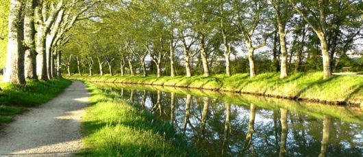 Trees And Flowers Lined Avenues And Roads