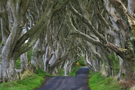 Trees And Flowers Lined Avenues And Roads