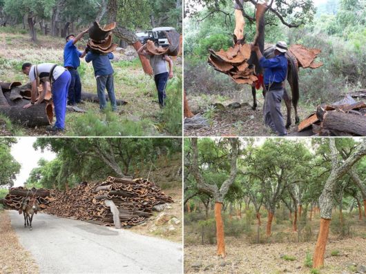 The Process Of Cork Havest