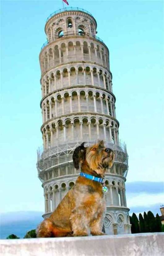 A Dog Who Travelled The World