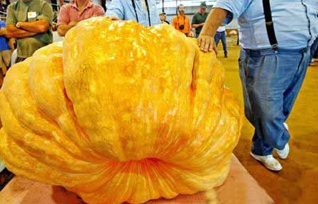 Worlds Largest Fruits and Vegetables