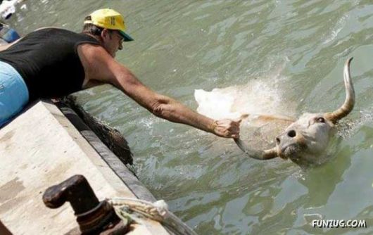 Swimming With The Bulls in Spain