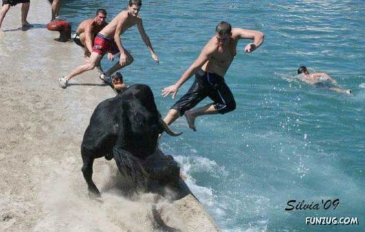 Swimming With The Bulls in Spain