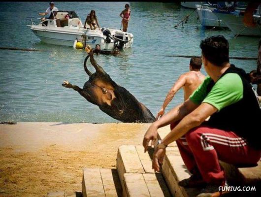 Swimming With The Bulls in Spain
