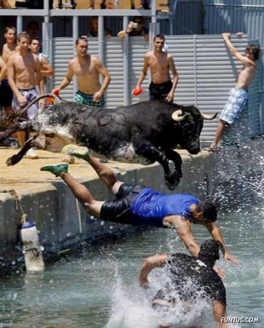 Swimming With The Bulls in Spain