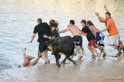 Swimming With The Bulls in Spain