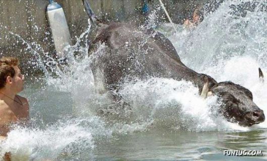 Swimming With The Bulls in Spain