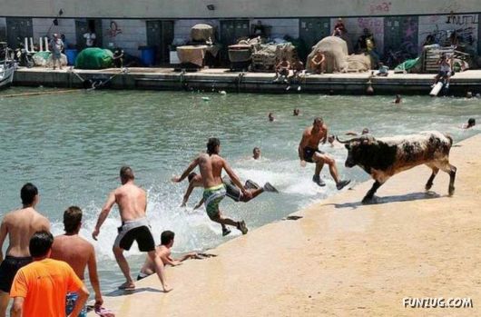 Swimming With The Bulls in Spain