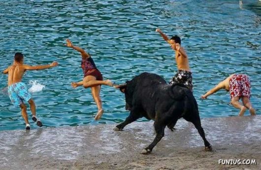 Swimming With The Bulls in Spain