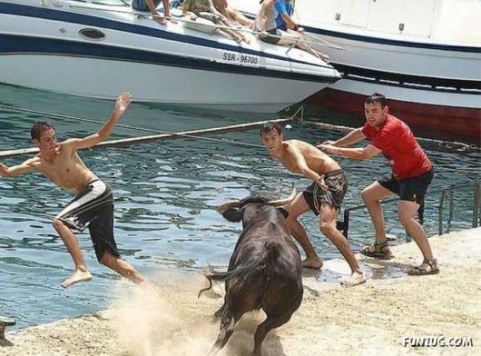 Swimming With The Bulls in Spain