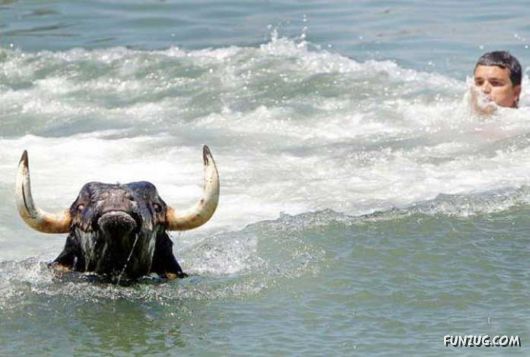 Swimming With The Bulls in Spain