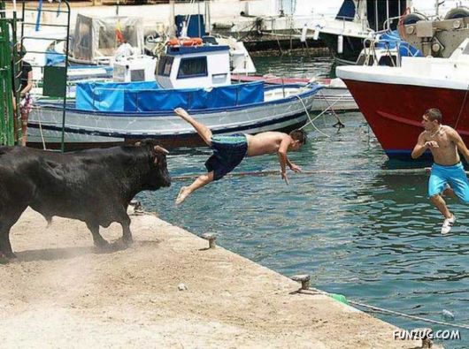 Swimming With The Bulls in Spain