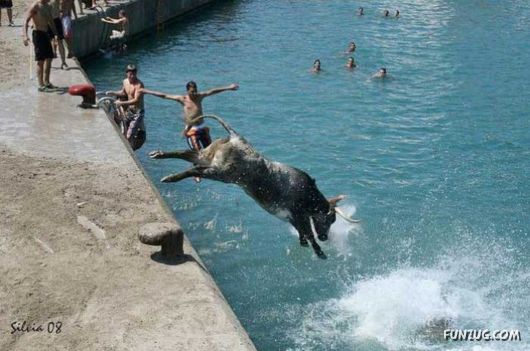 Swimming With The Bulls in Spain