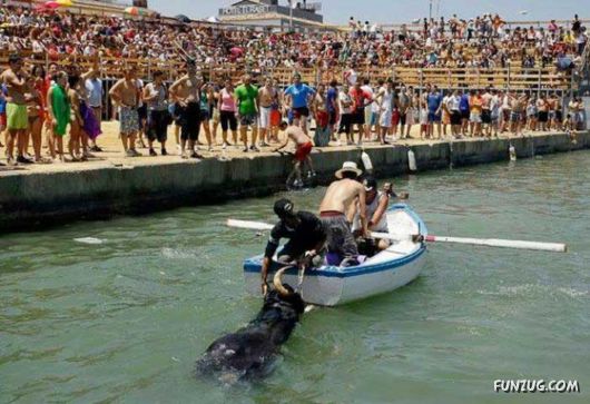 Swimming With The Bulls in Spain