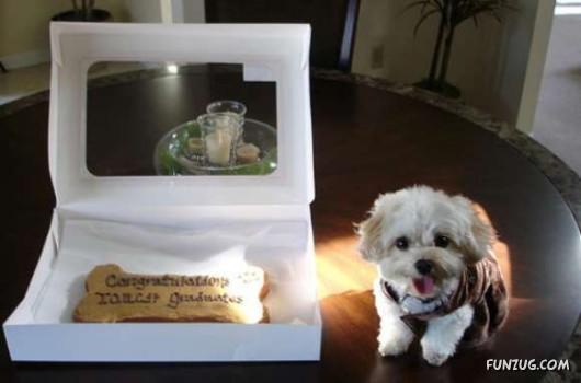 Weird Graduation Cakes for You