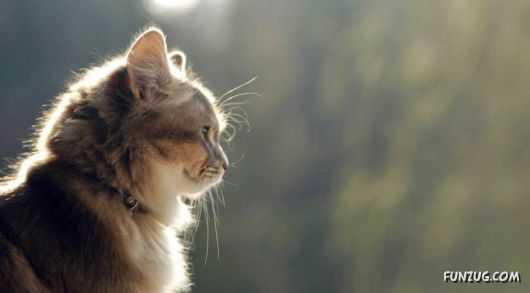 Click to Enlarge - Cool HD Wallpapers For Your Desktop