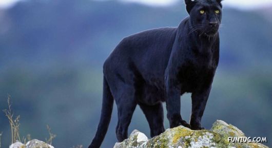 Click to Enlarge - Cool HD Wallpapers For Your Desktop