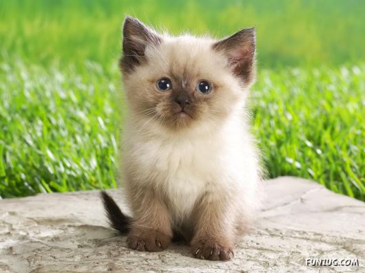 Click to Enlarge - Cutest Cats Wallpapers