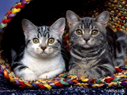 Click to Enlarge - Cutest Cats Wallpapers