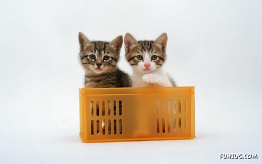 Click to Enlarge - Cutest Cats Wallpapers