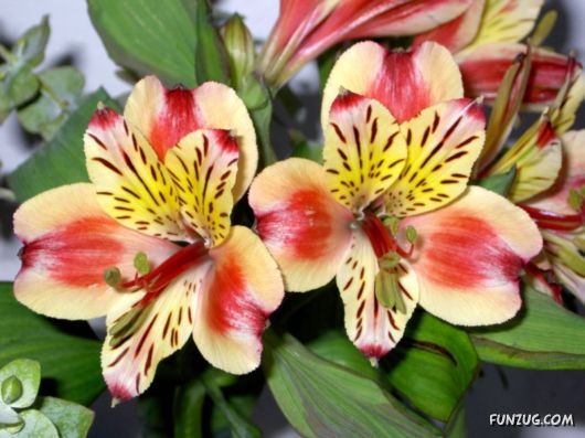 Click to Enlarge - Abstract Flowers Artistic Wallpapers