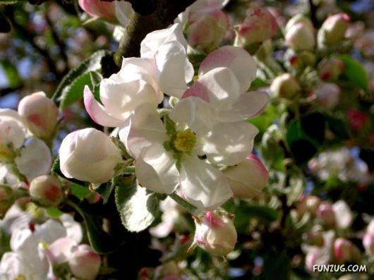 Click to Enlarge - Abstract Flowers Artistic Wallpapers