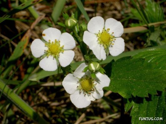 Click to Enlarge - Abstract Flowers Artistic Wallpapers