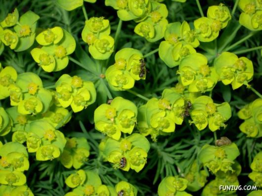 Click to Enlarge - Abstract Flowers Artistic Wallpapers