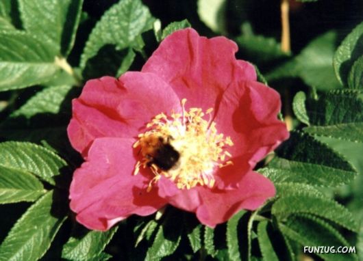 Click to Enlarge - Abstract Flowers Artistic Wallpapers