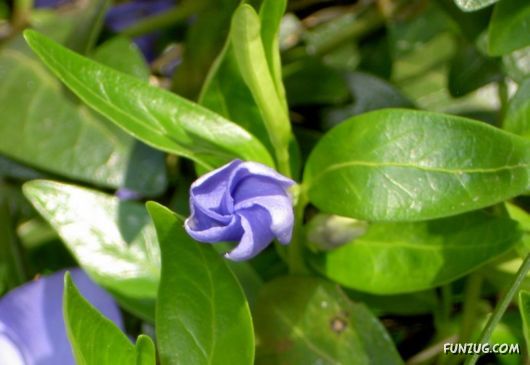 Click to Enlarge - Abstract Flowers Artistic Wallpapers