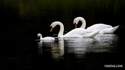 Beautiful Mix Wallpapers Collection