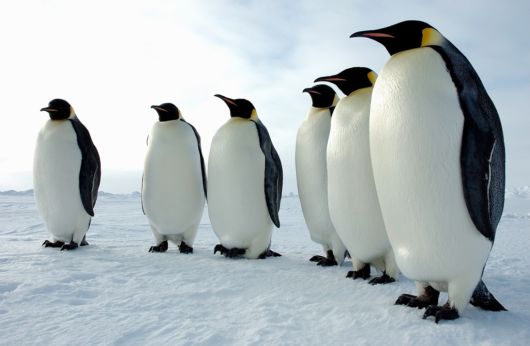 Click to Enlarge - Beautiful Wallpapers Of Penguins