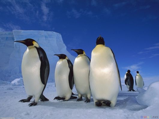 Click to Enlarge - Beautiful Wallpapers Of Penguins