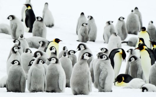 Click to Enlarge - Beautiful Wallpapers Of Penguins