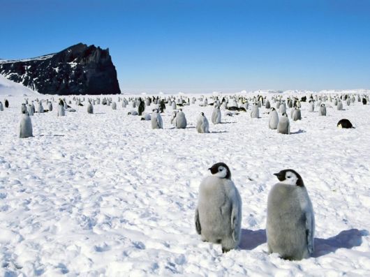Click to Enlarge - Beautiful Wallpapers Of Penguins