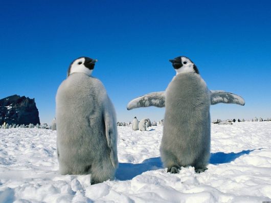 Click to Enlarge - Beautiful Wallpapers Of Penguins